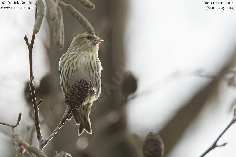 Eurasian Siskin female adult