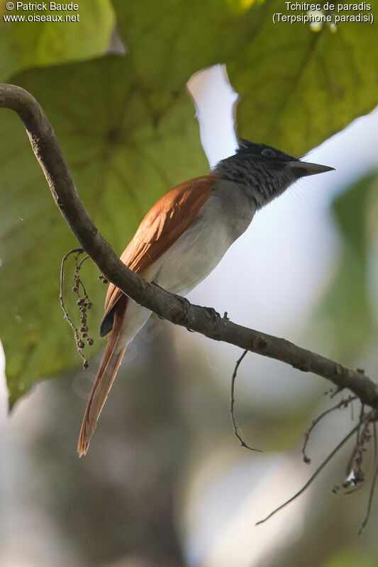 Indian Paradise Flycatcher female adult, identification