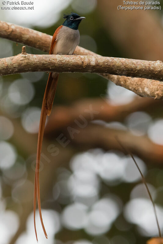 Indian Paradise Flycatcher male adult, identification