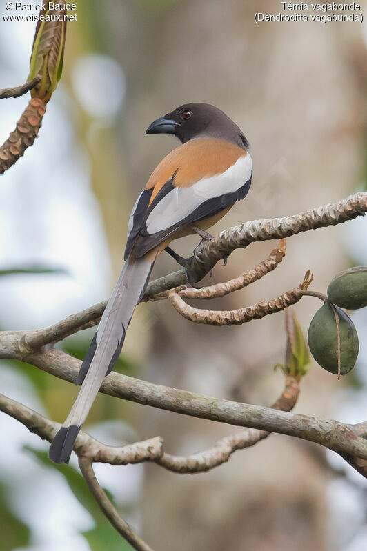 Rufous Treepieadult, identification