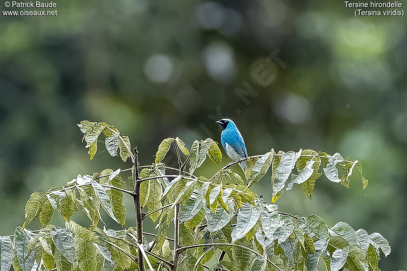 Swallow Tanager