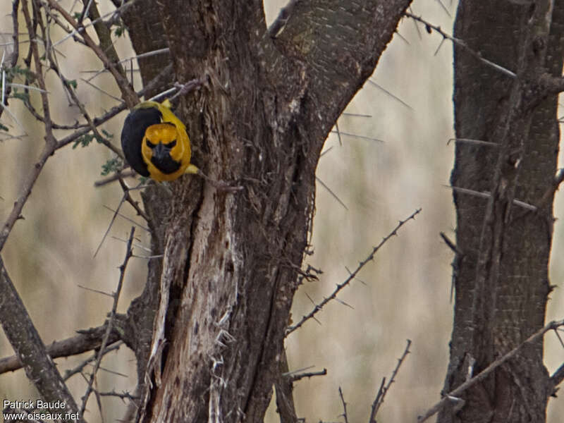 Black-necked Weaver male adult breeding, habitat, pigmentation, Behaviour