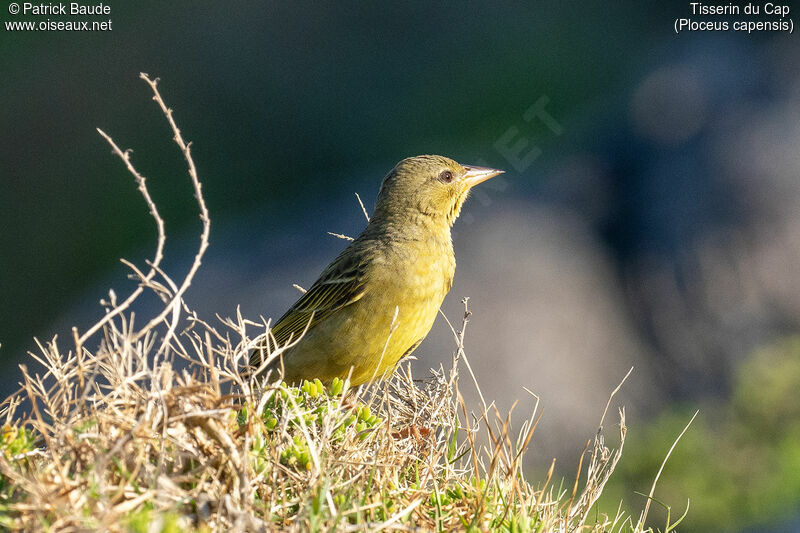 Tisserin du Cap femelle adulte