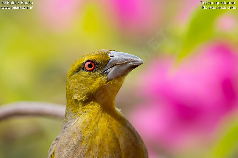 Village Weaver male adult post breeding, identification