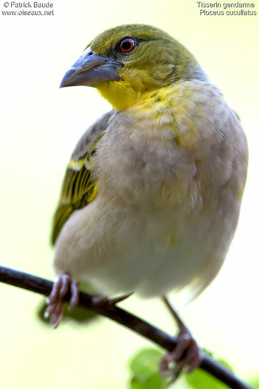 Village Weaver female adult post breeding, identification