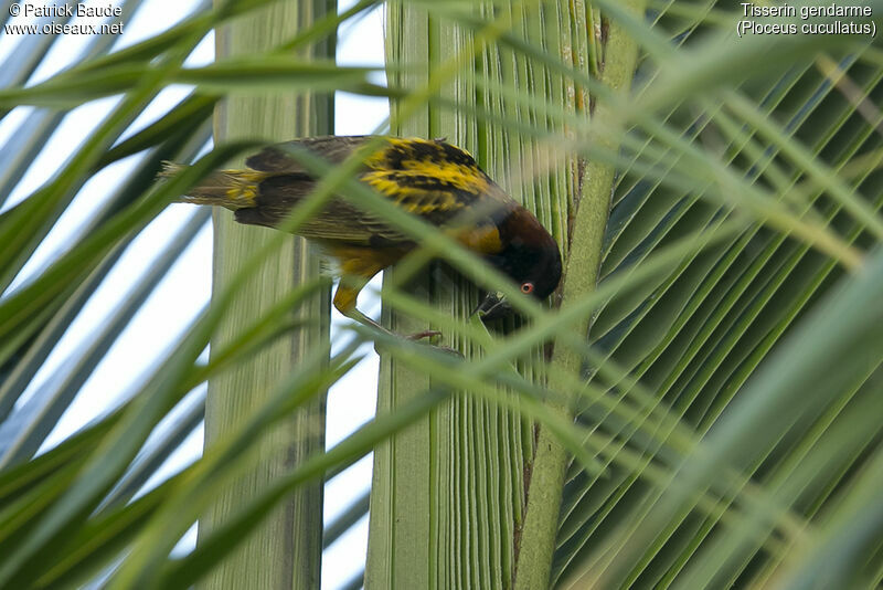 Tisserin gendarmeadulte, identification