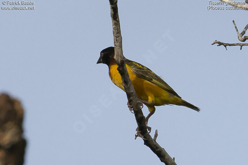 Tisserin gendarmeadulte, identification