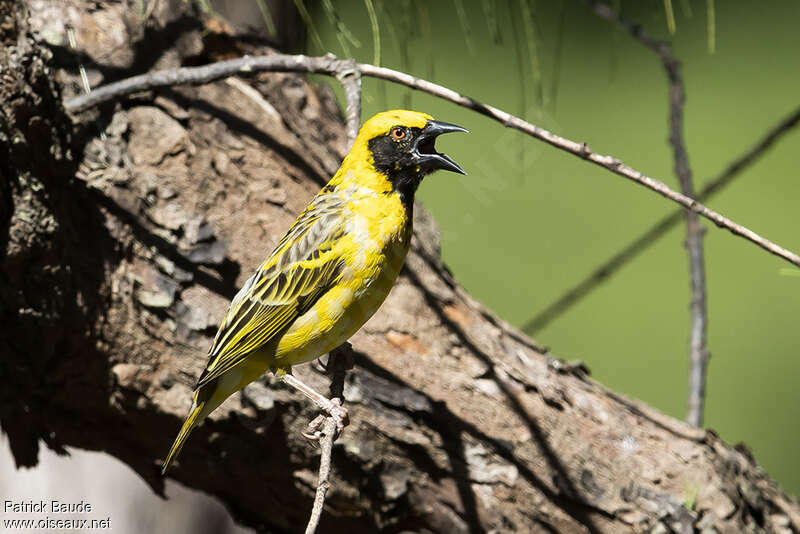 Village Weaver male adult, identification