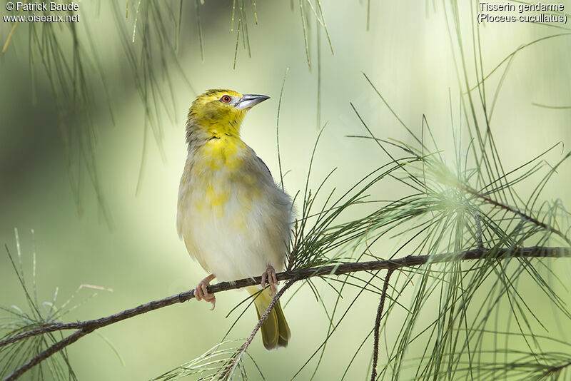 Village Weaver female adult, identification