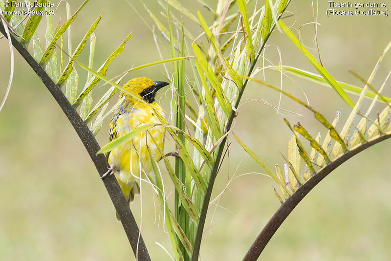 Village Weaver male adult, identification, Reproduction-nesting