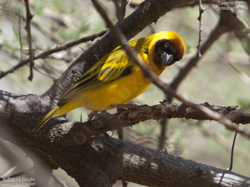 Vitelline Masked Weaver male adult, identification