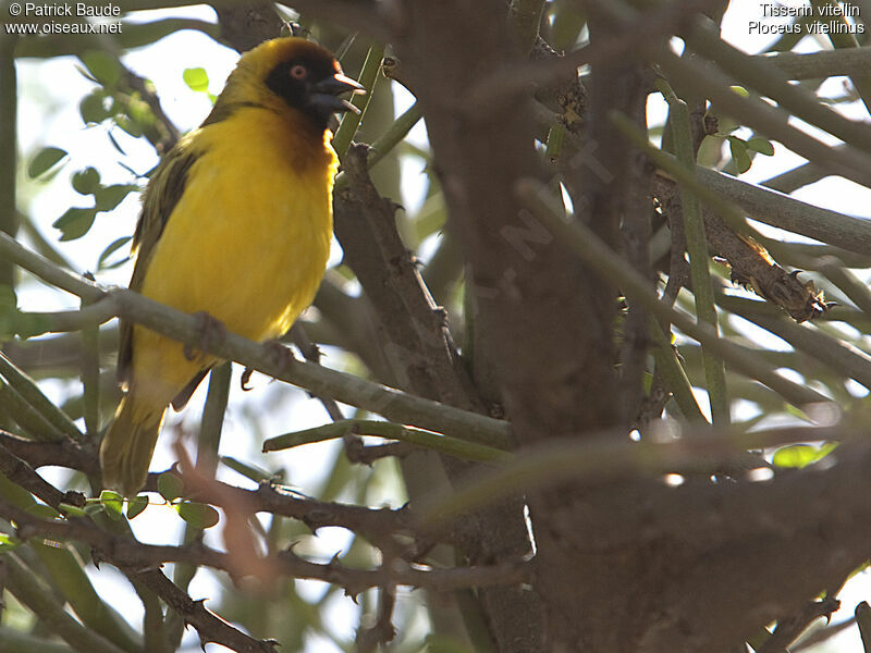 Vitelline Masked Weaver male adult, identification