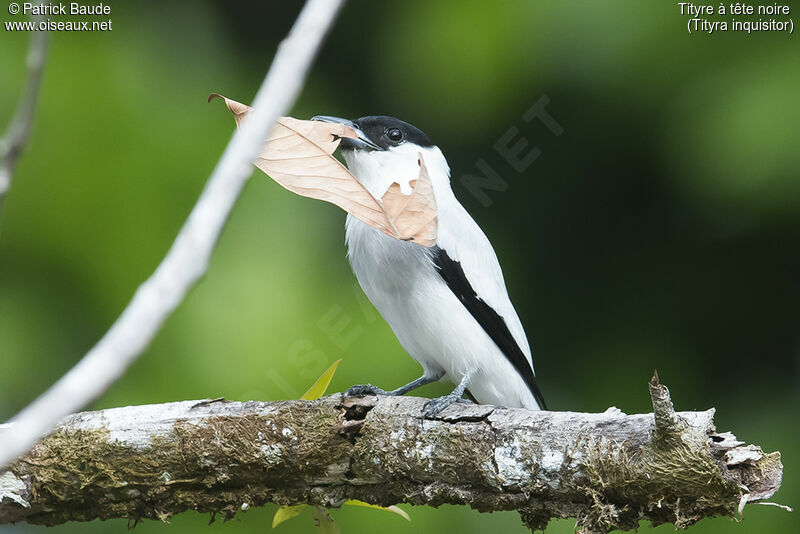 Black-crowned Tityra male adult, identification