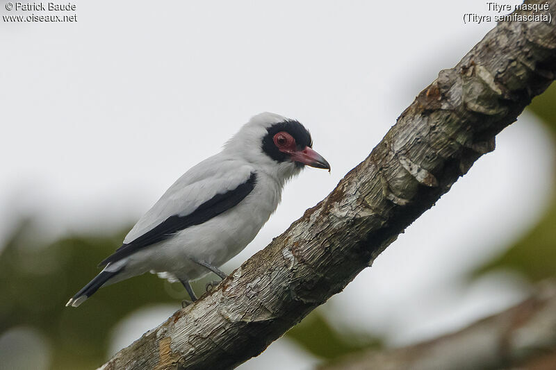 Masked Tityra male adult