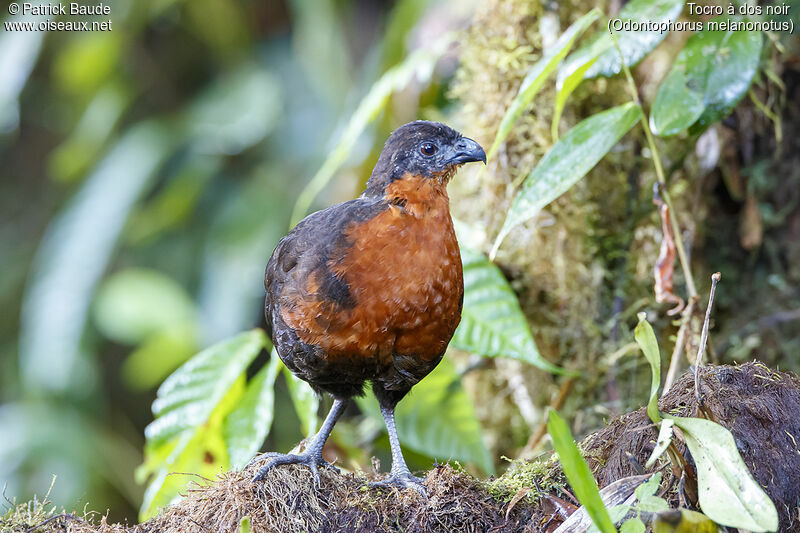 Dark-backed Wood Quailadult