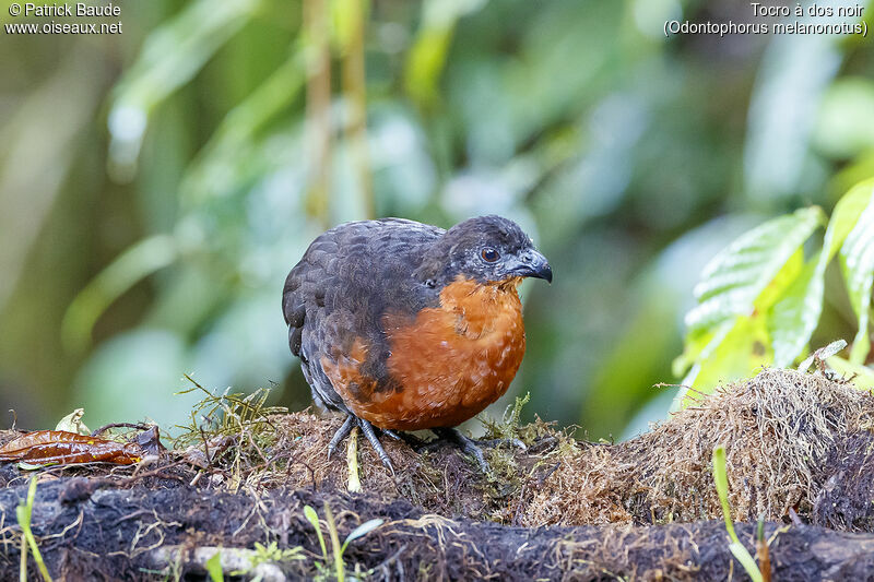 Dark-backed Wood Quail