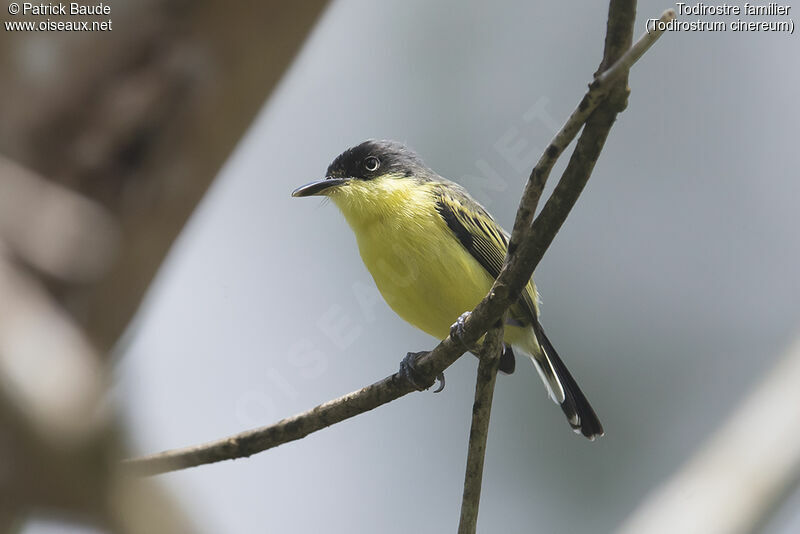 Todirostre familieradulte, identification