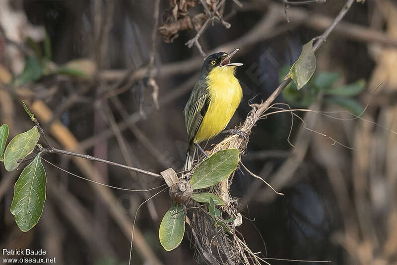 Common Tody-Flycatcher male adult, song