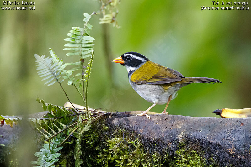 Orange-billed Sparrow