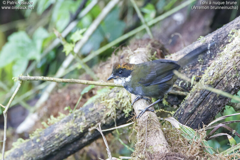 Chestnut-capped Brushfinchadult