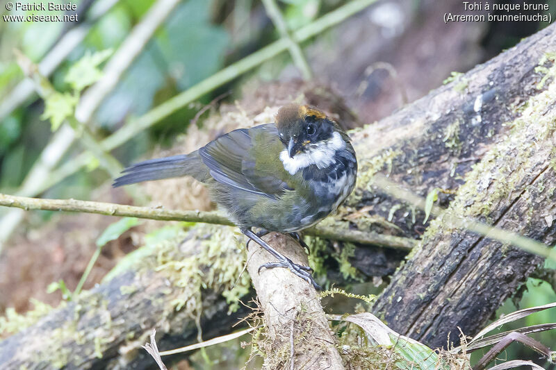 Chestnut-capped Brushfinchadult