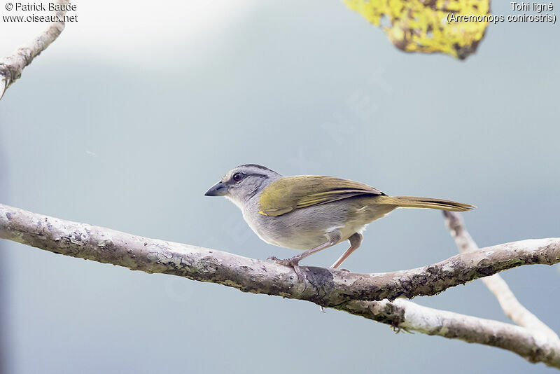 Tohi lignéadulte, identification