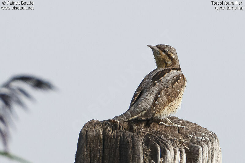 Torcol fourmilieradulte, identification