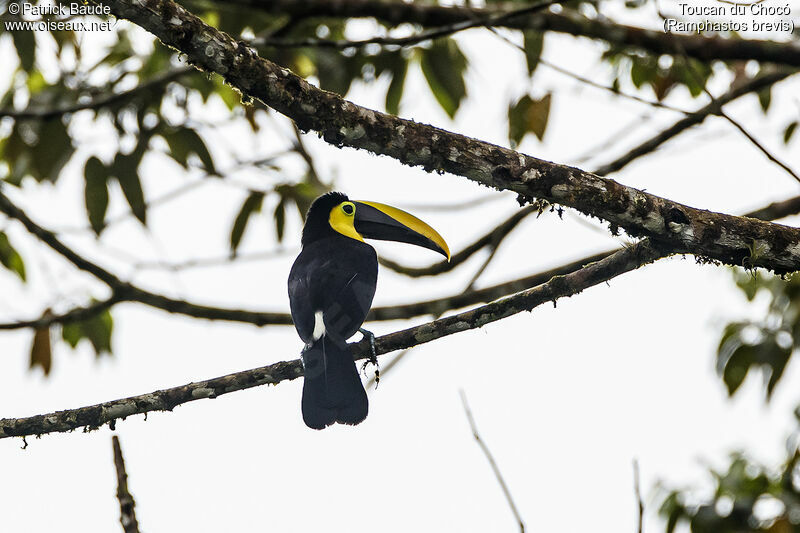 Toucan du Chocóadulte