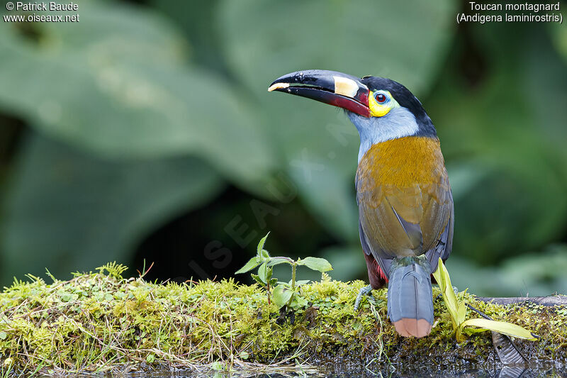 Toucan montagnardadulte