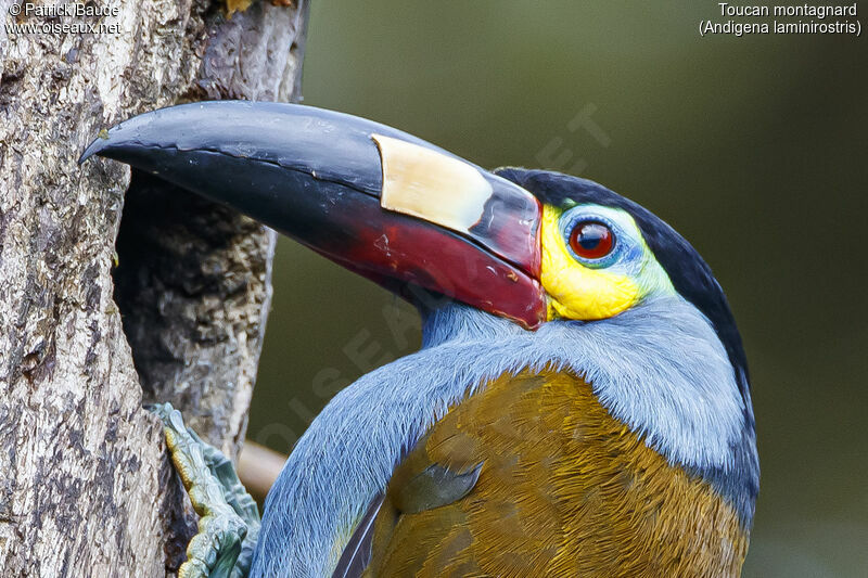 Toucan montagnardadulte