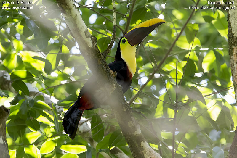 Yellow-throated Toucanadult, identification