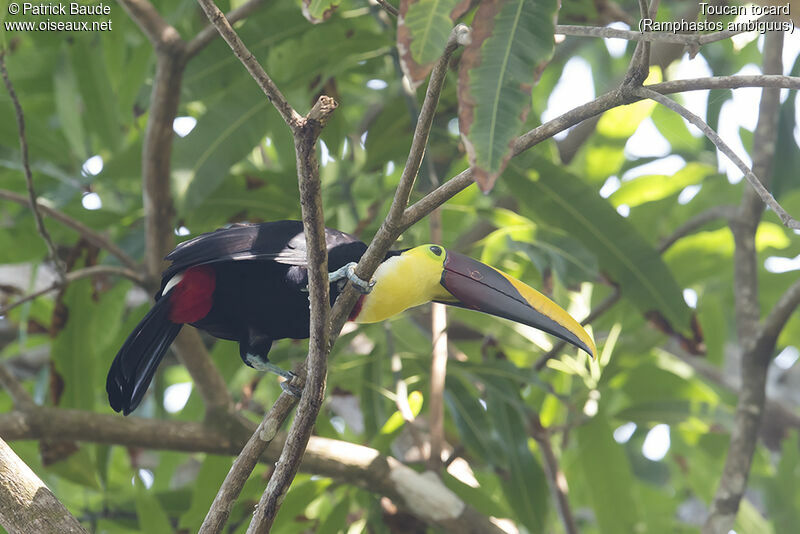 Toucan tocardadulte, identification