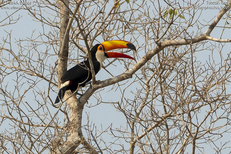 Toucan tocoadulte