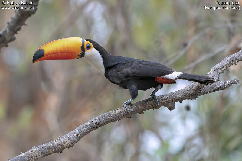 Toco Toucanadult