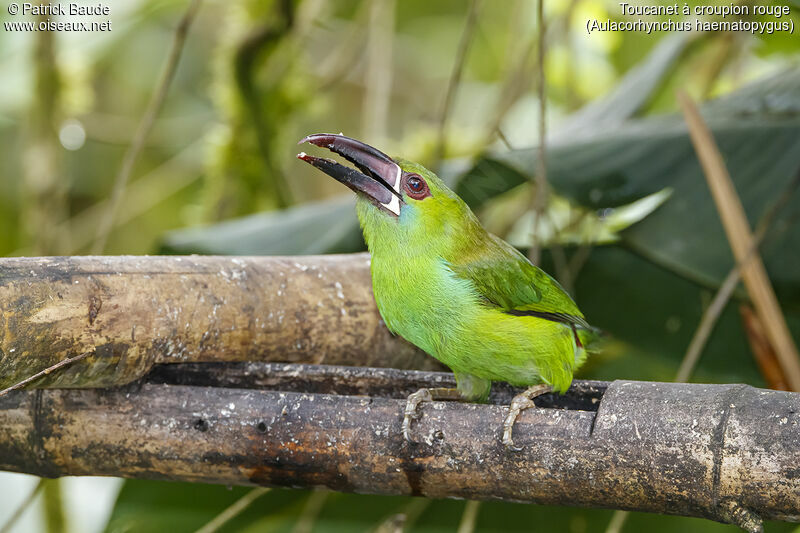 Toucanet à croupion rougeadulte