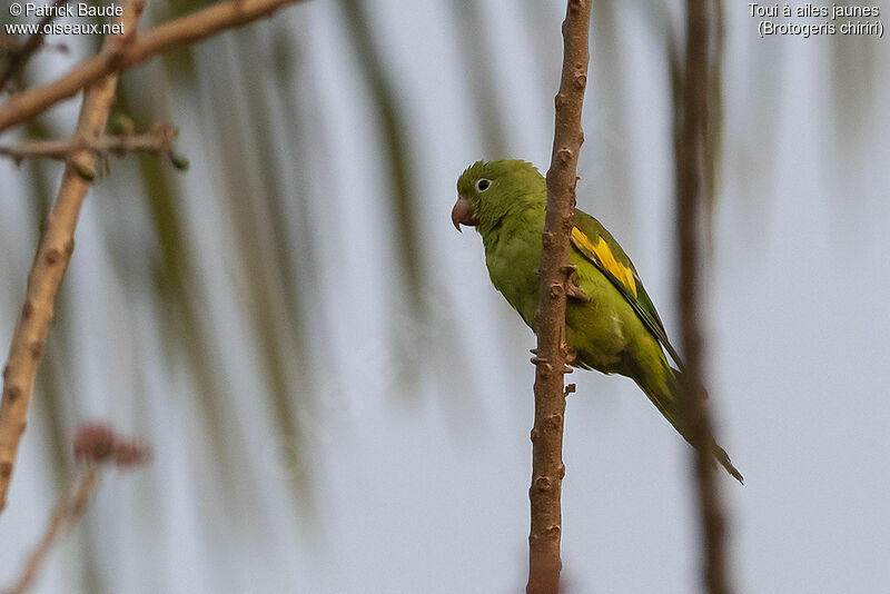 Yellow-chevroned Parakeetadult