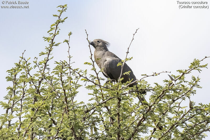 Touraco concoloreadulte