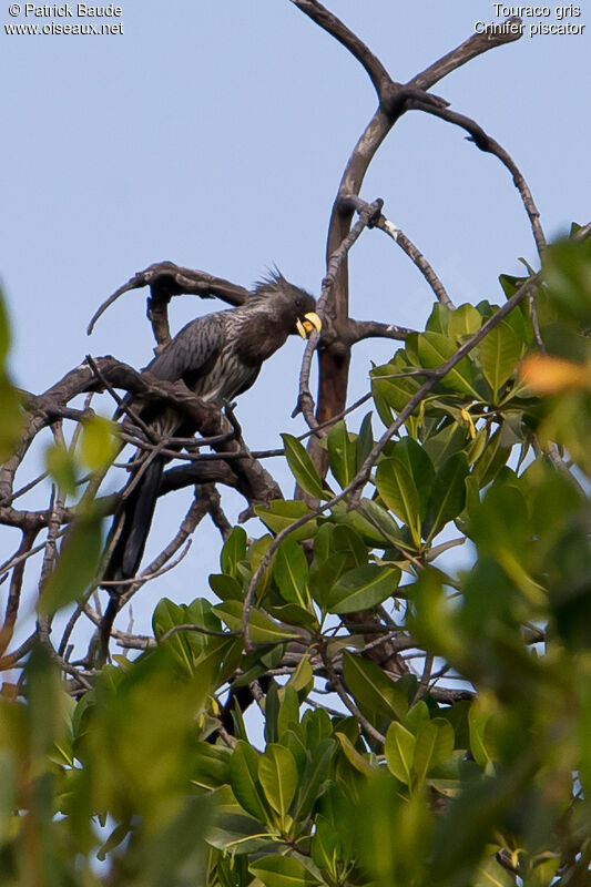 Touraco grisadulte, identification