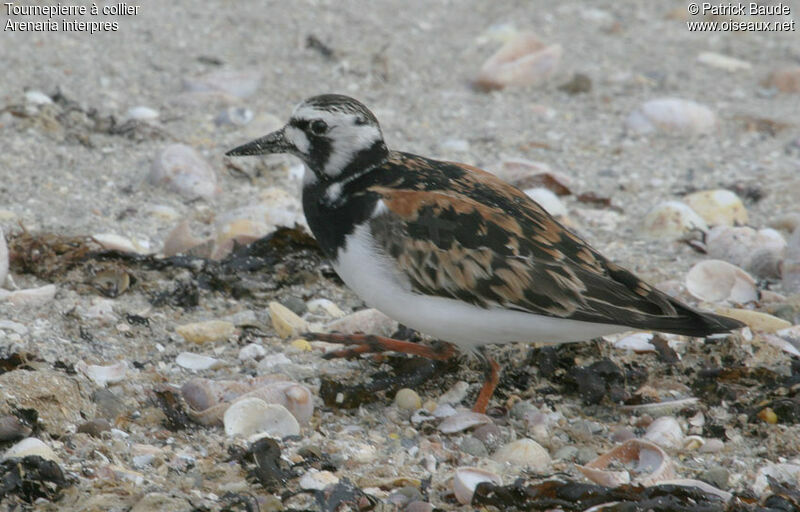 Ruddy Turnstone