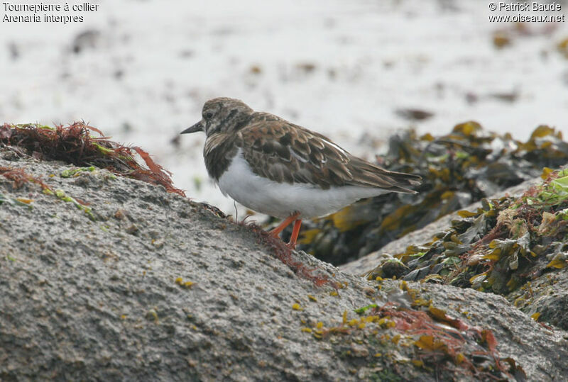 Ruddy Turnstone