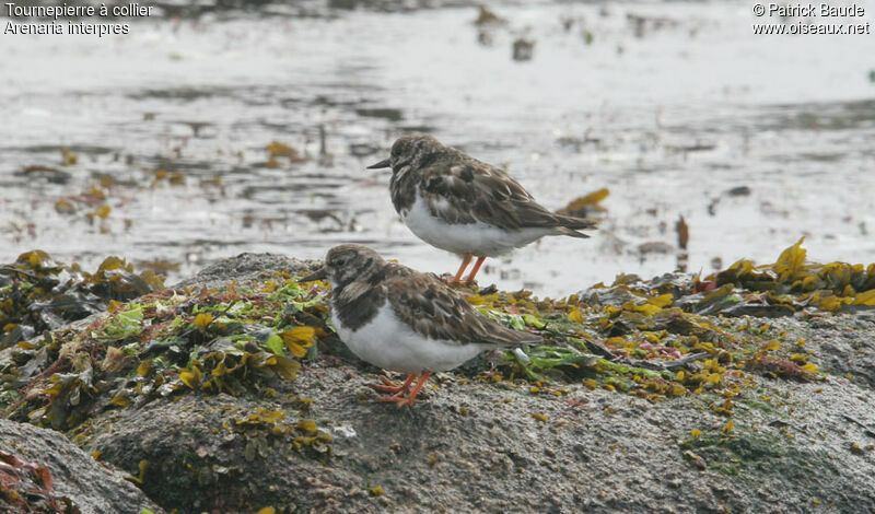 Ruddy Turnstone