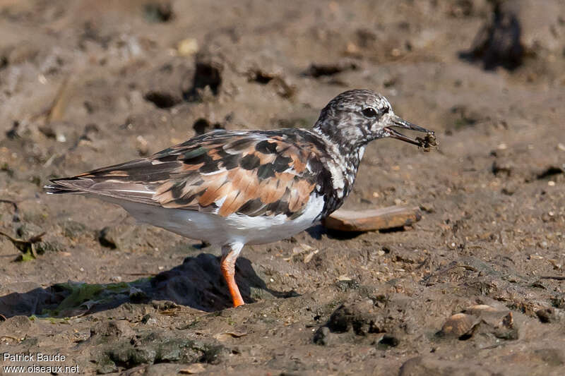 Ruddy Turnstone female adult transition, feeding habits, eats