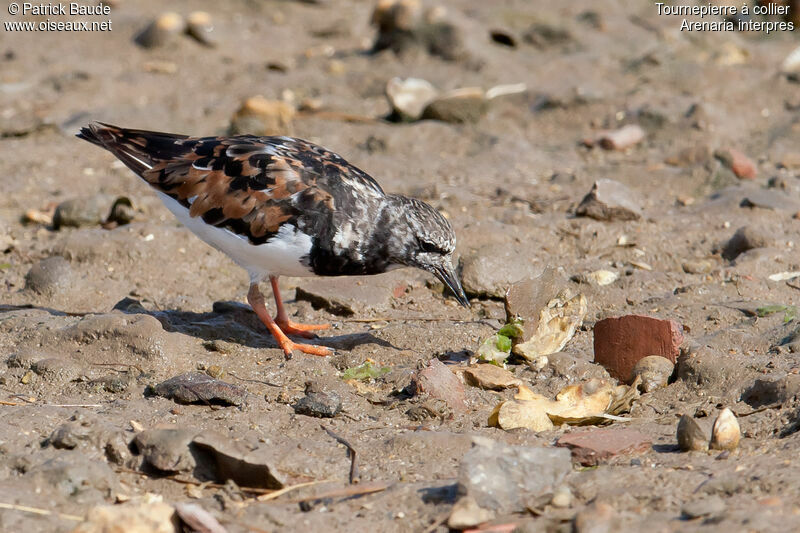 Tournepierre à collier femelle, identification