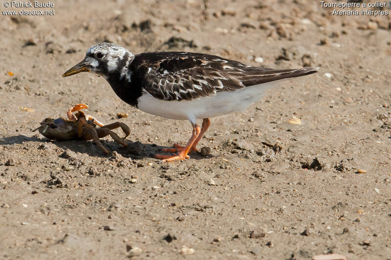 Tournepierre à colliersubadulte, identification