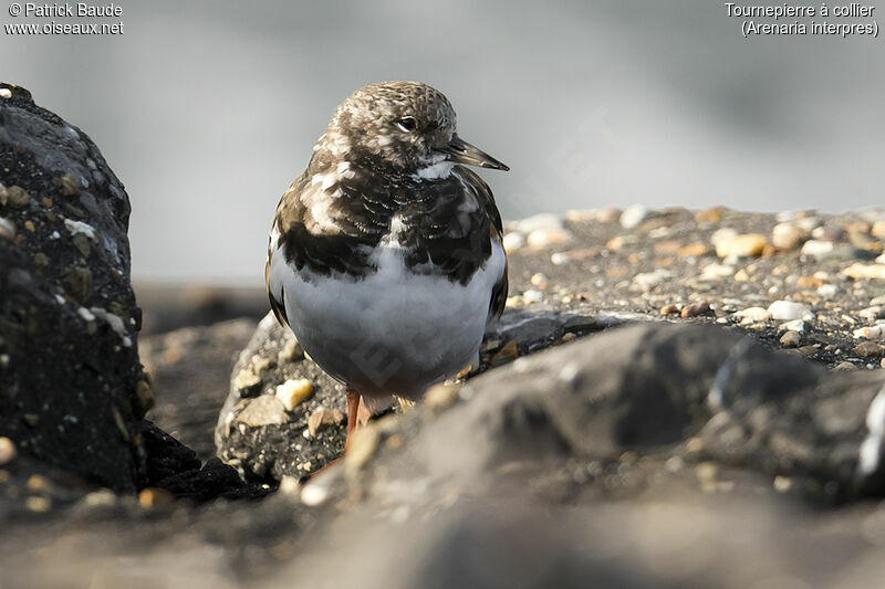 Ruddy Turnstoneadult post breeding, identification