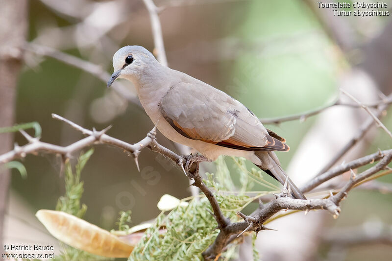 Black-billed Wood Doveadult, identification