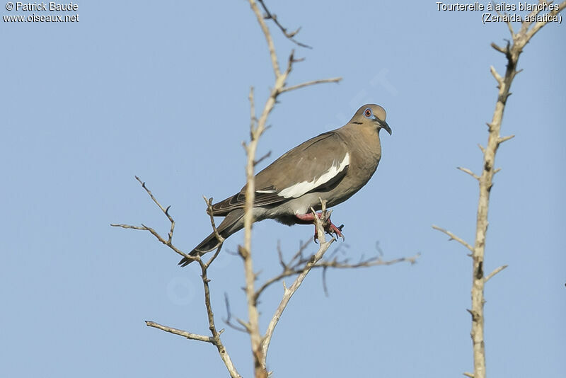 Tourterelle à ailes blanchesadulte, identification