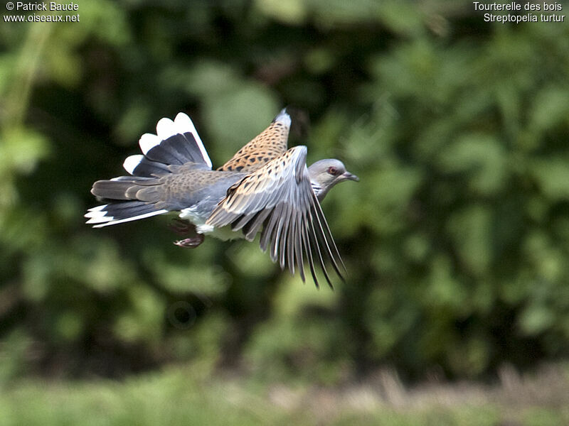 European Turtle Doveadult, Flight