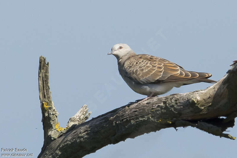 Tourterelle des boisjuvénile, identification