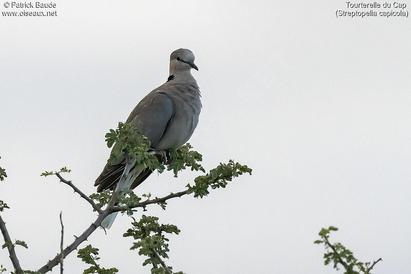 Ring-necked Doveadult